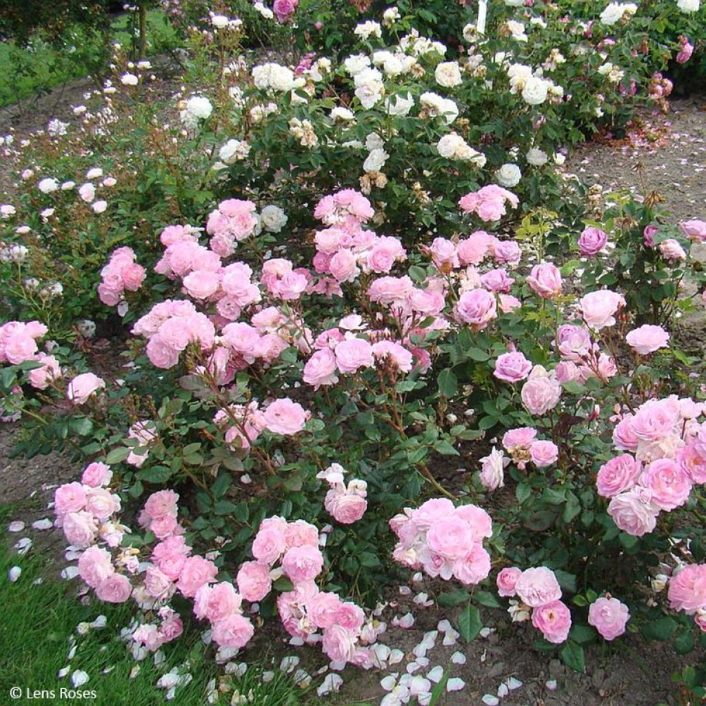 Floribundaruusu Sourire de Sylvie