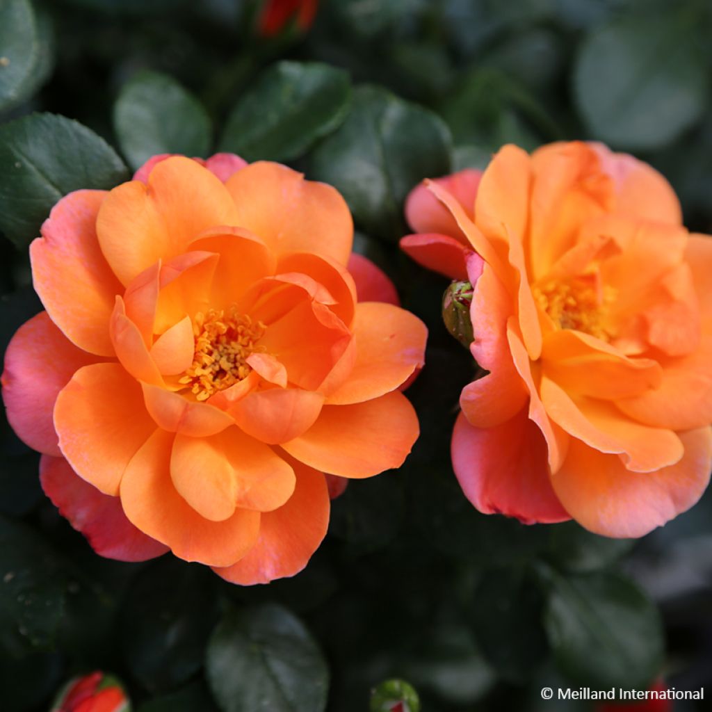 Floribundaruusu Sugar Candy Rose Meiconfiz