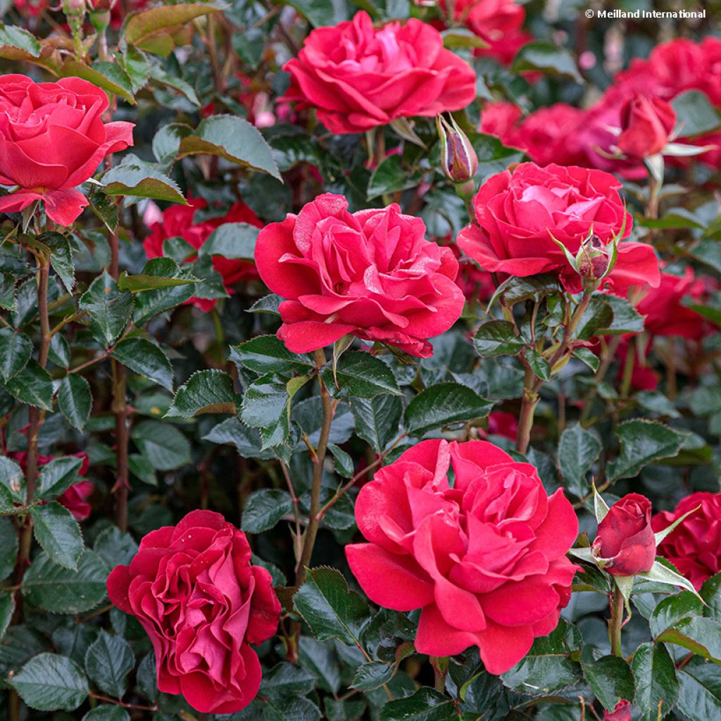 Floribundaruusu Summer Sangria