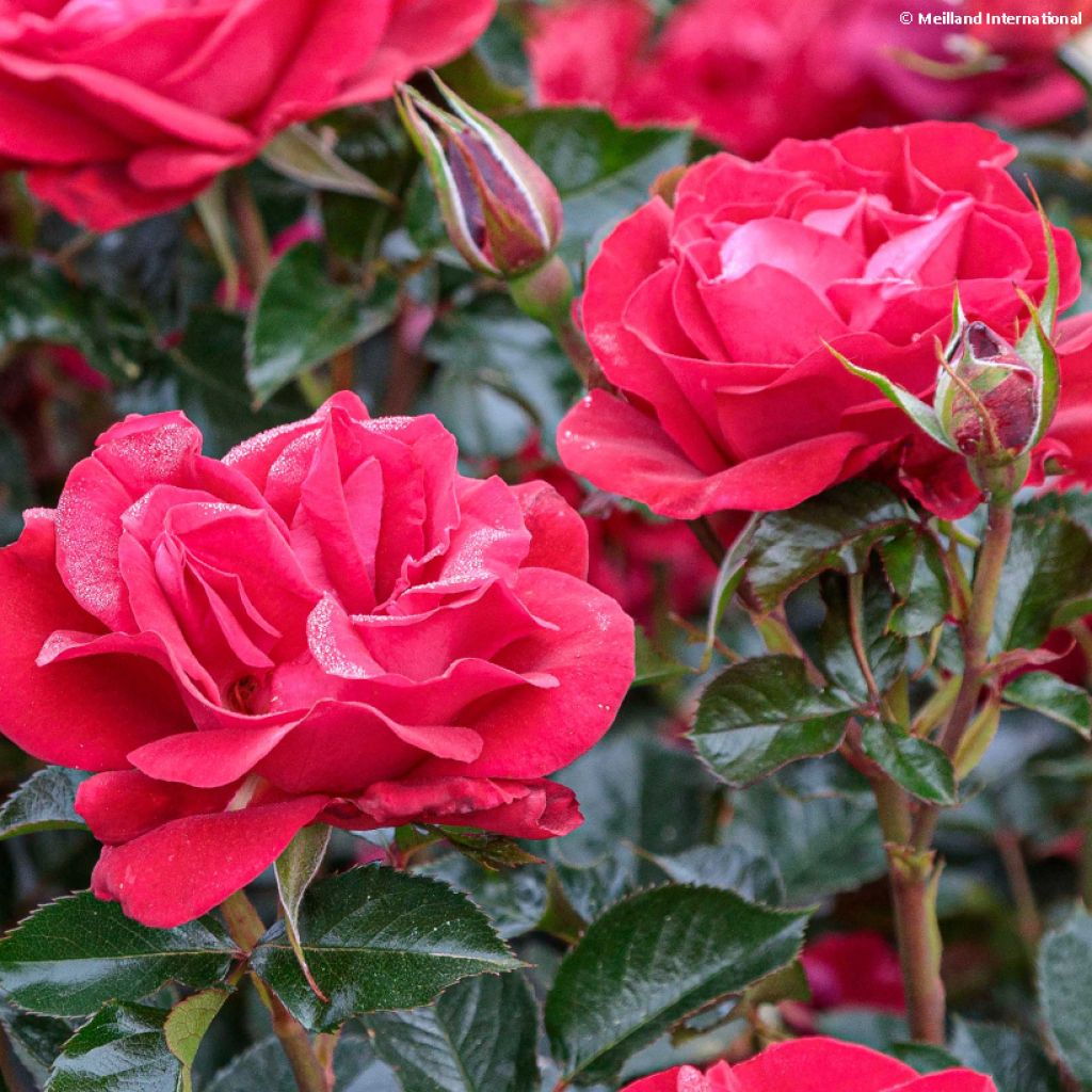 Floribundaruusu Summer Sangria