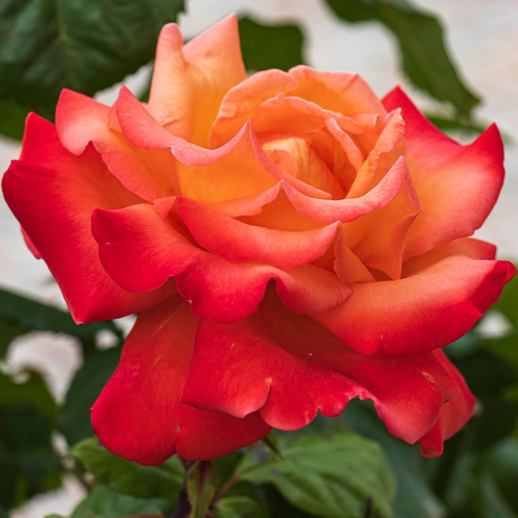 Floribundaruusu Tobago