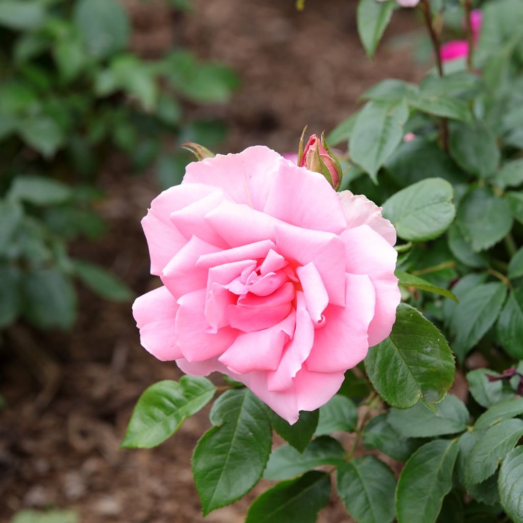 Floribundaruusu Ville de Saumur Fryracy