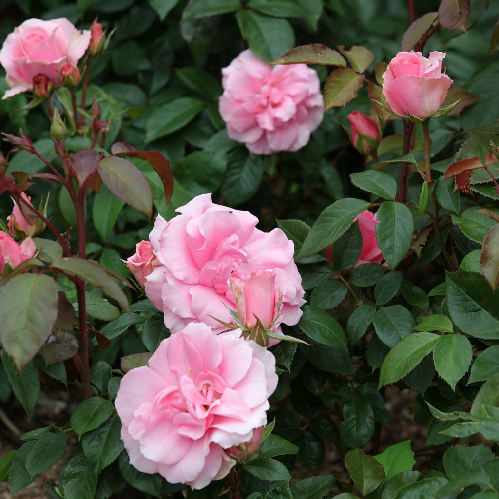 Floribundaruusu Ville de Saumur Fryracy