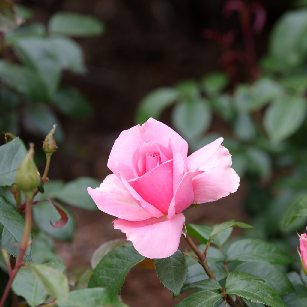 Floribundaruusu Ville de Saumur Fryracy