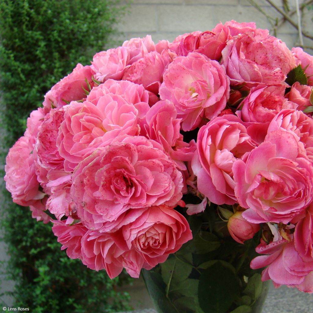 Floribundaruusu Walferdange