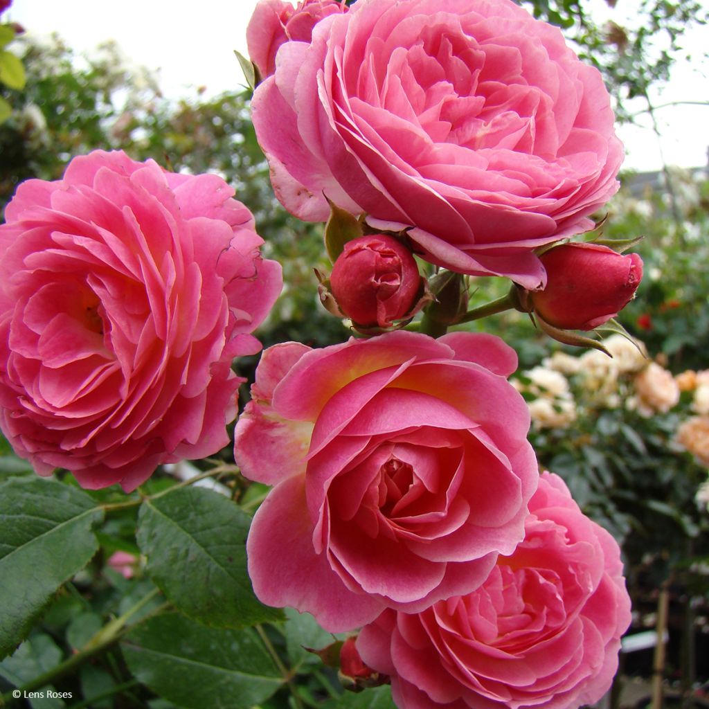 Floribundaruusu Walferdange