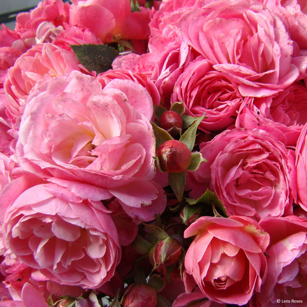 Floribundaruusu Walferdange