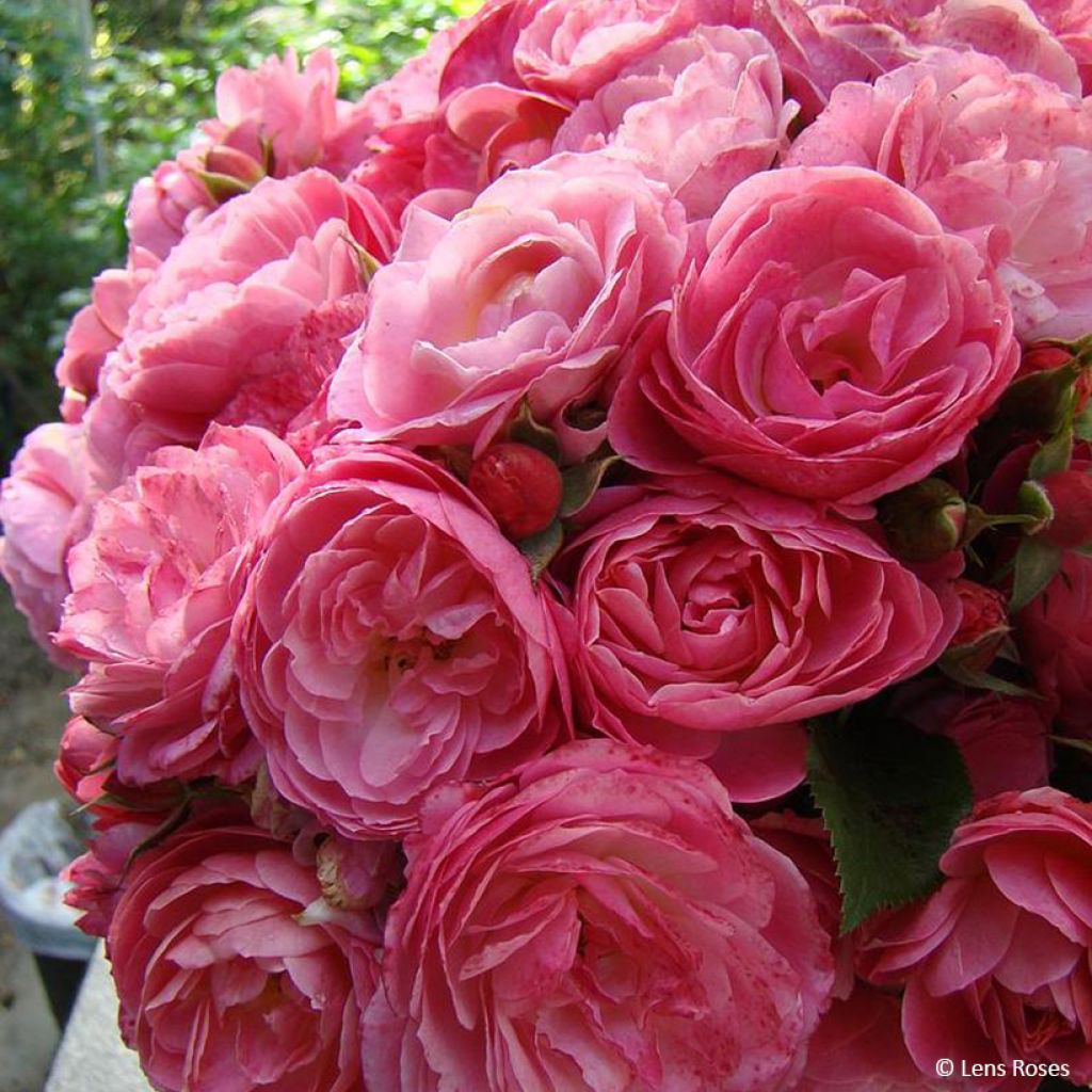 Floribundaruusu Walferdange