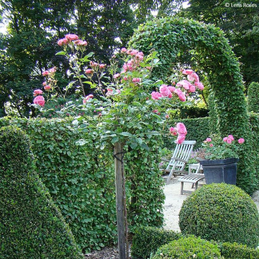 Floribundaruusu Walferdange
