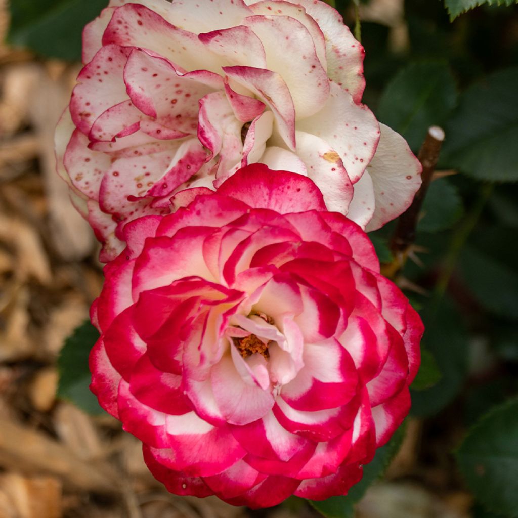 Floribundaruusu Zelda