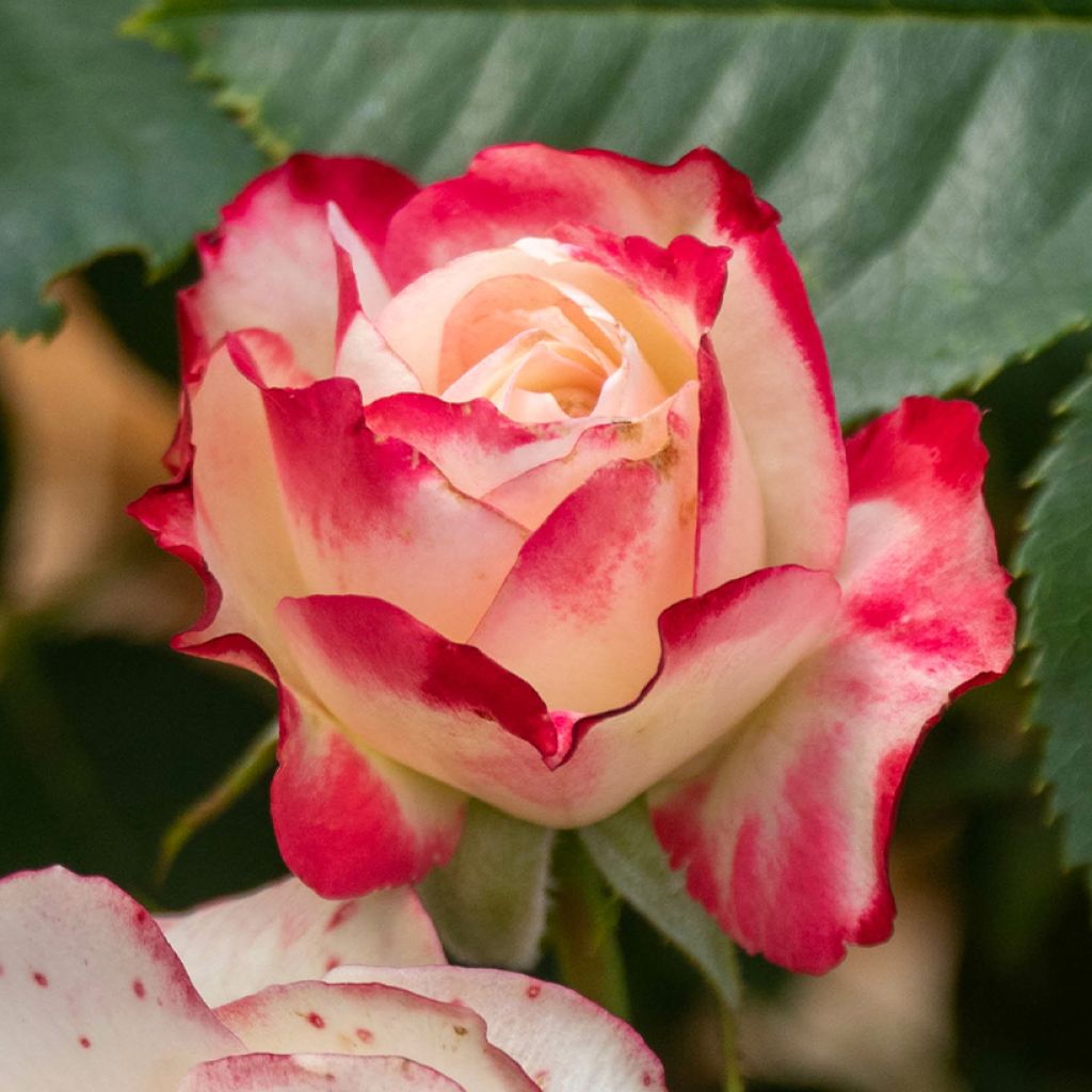 Floribundaruusu Zelda