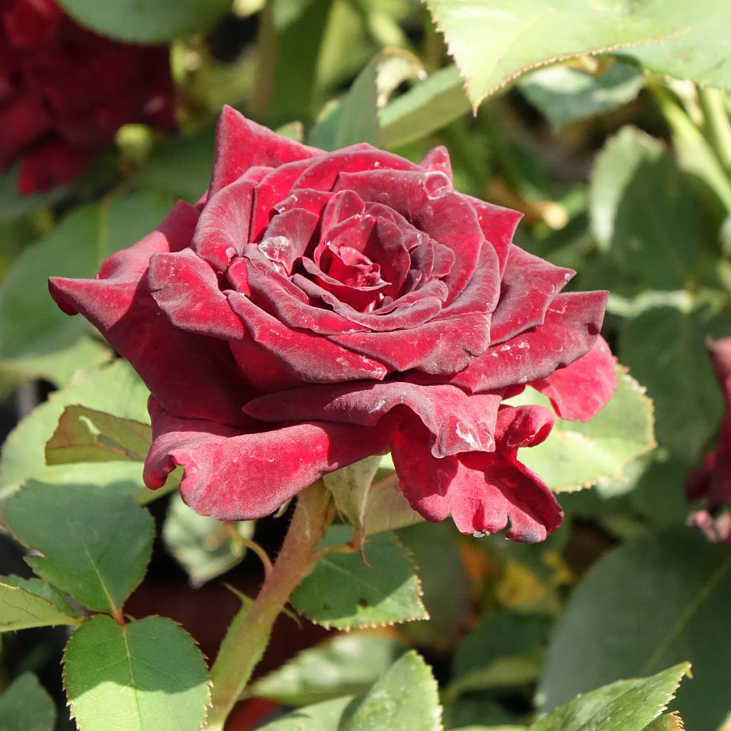 Suurikukkainen jaloruusu Black Baccara