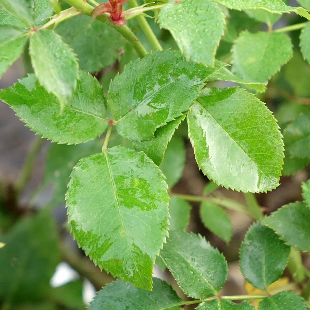 Suurikukkainen jaloruusu Espoir d'Anjou
