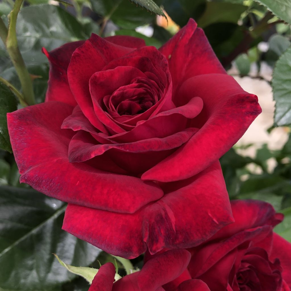 Suurikukkainen jaloruusu La rose Monsieur Delrouniparf