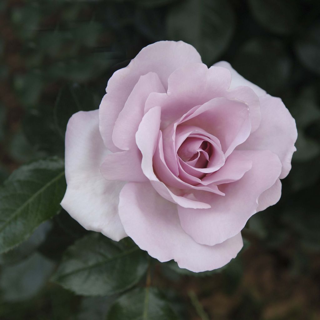 Suurikukkainen jaloruusu Rose Synactif by Shiseido