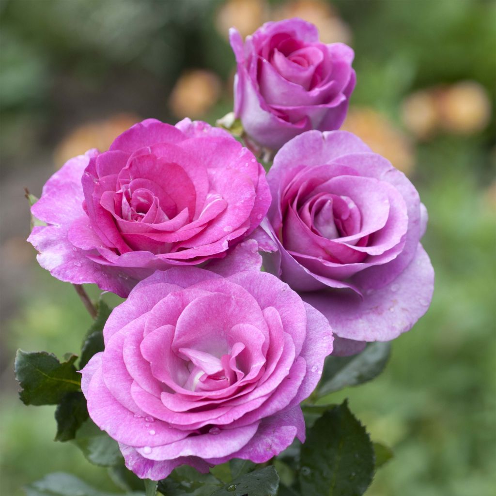 Suurikukkainen jaloruusu Violette Parfumée