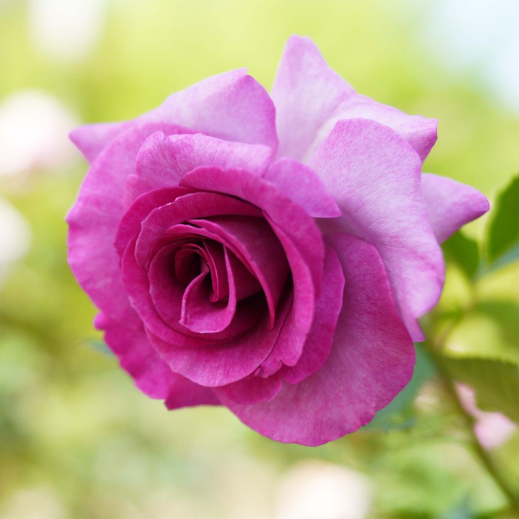 Suurikukkainen jaloruusu Violette Parfumée
