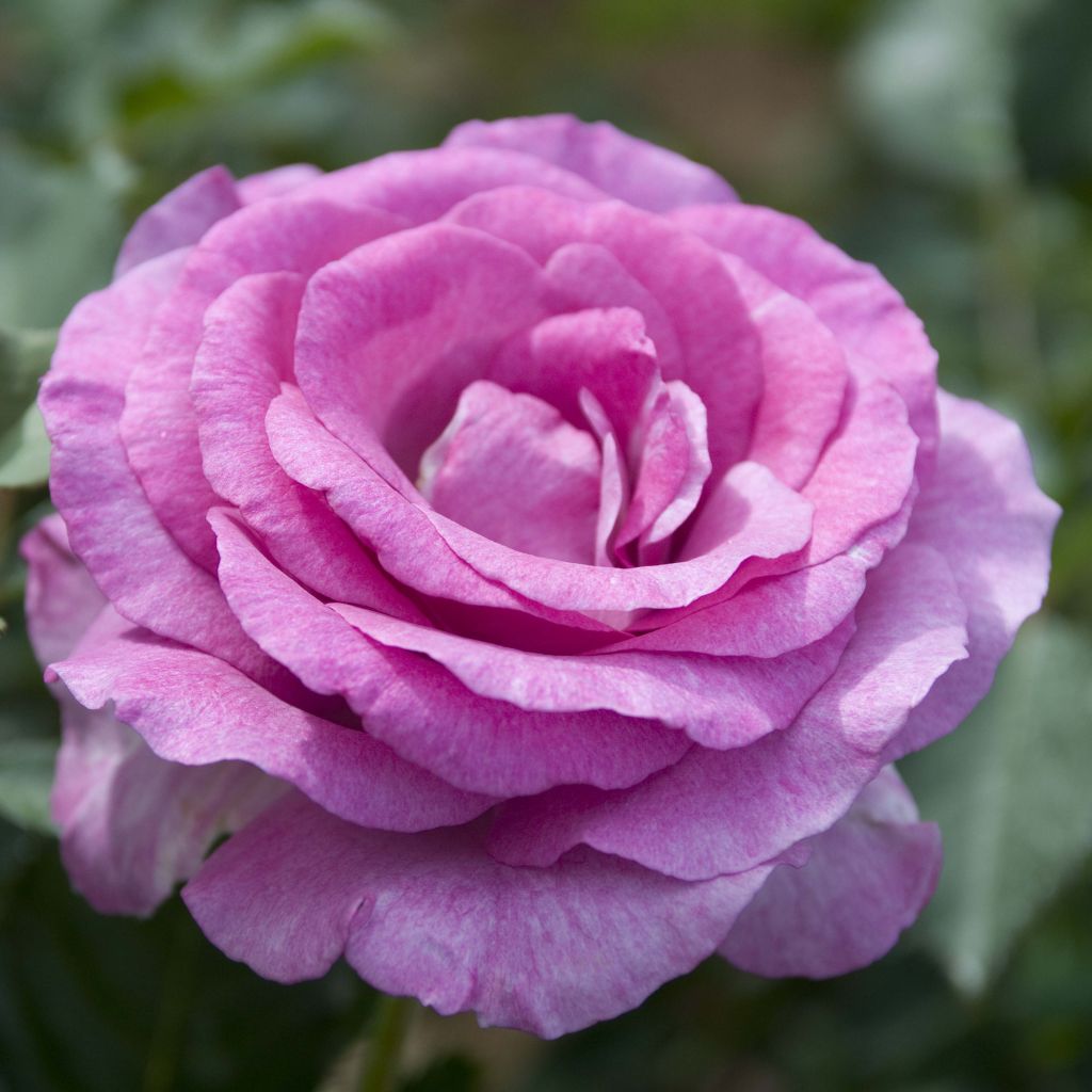 Suurikukkainen jaloruusu Violette Parfumée