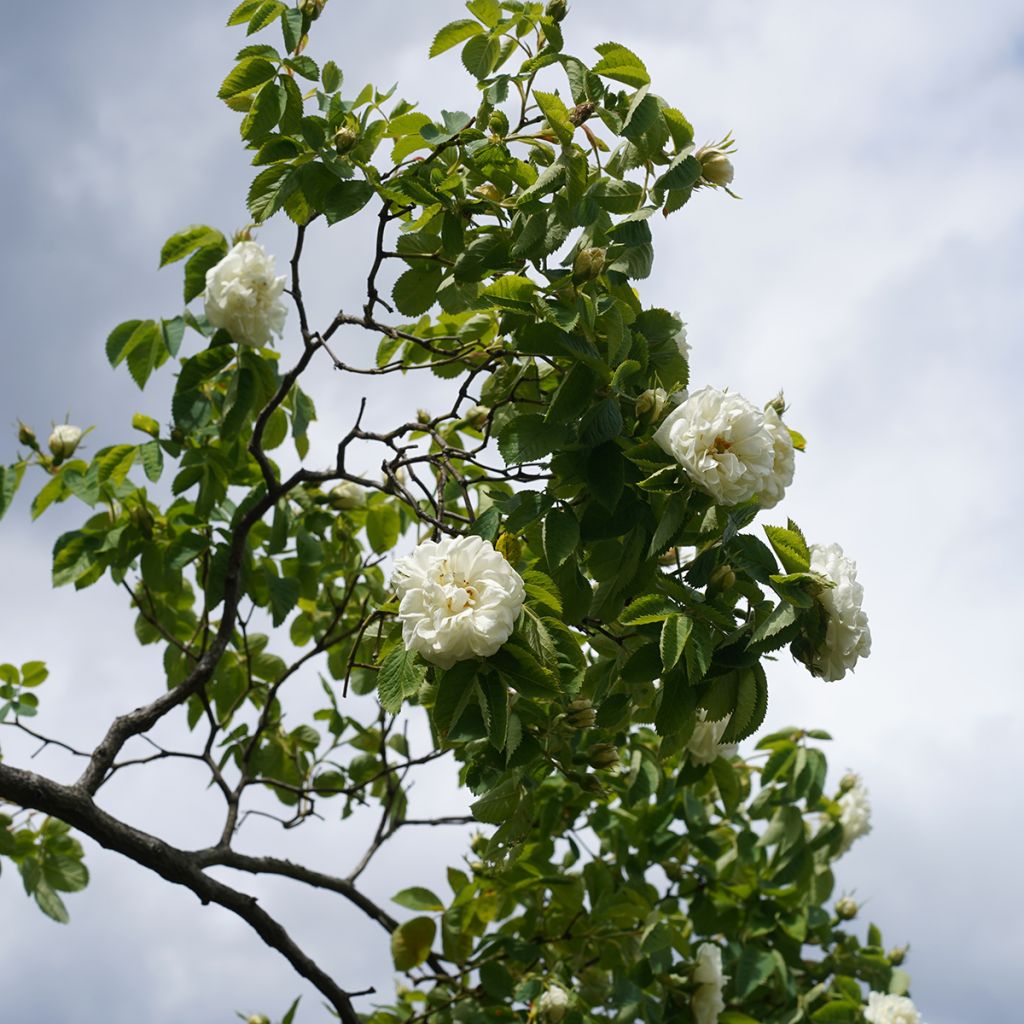 Vanha ruusu Suaveolens