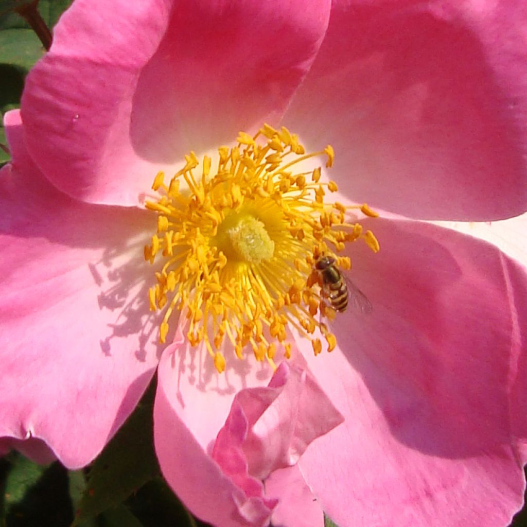 Vanha ruusu Complicata