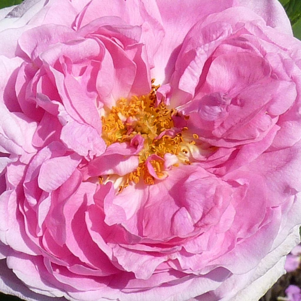 Vanha ruusu Comte de Chambord