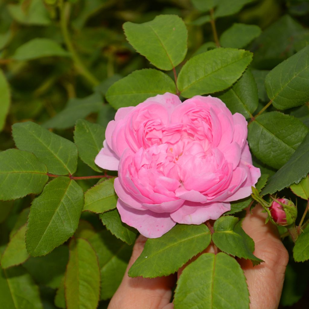 Vanha ruusu Comte de Chambord