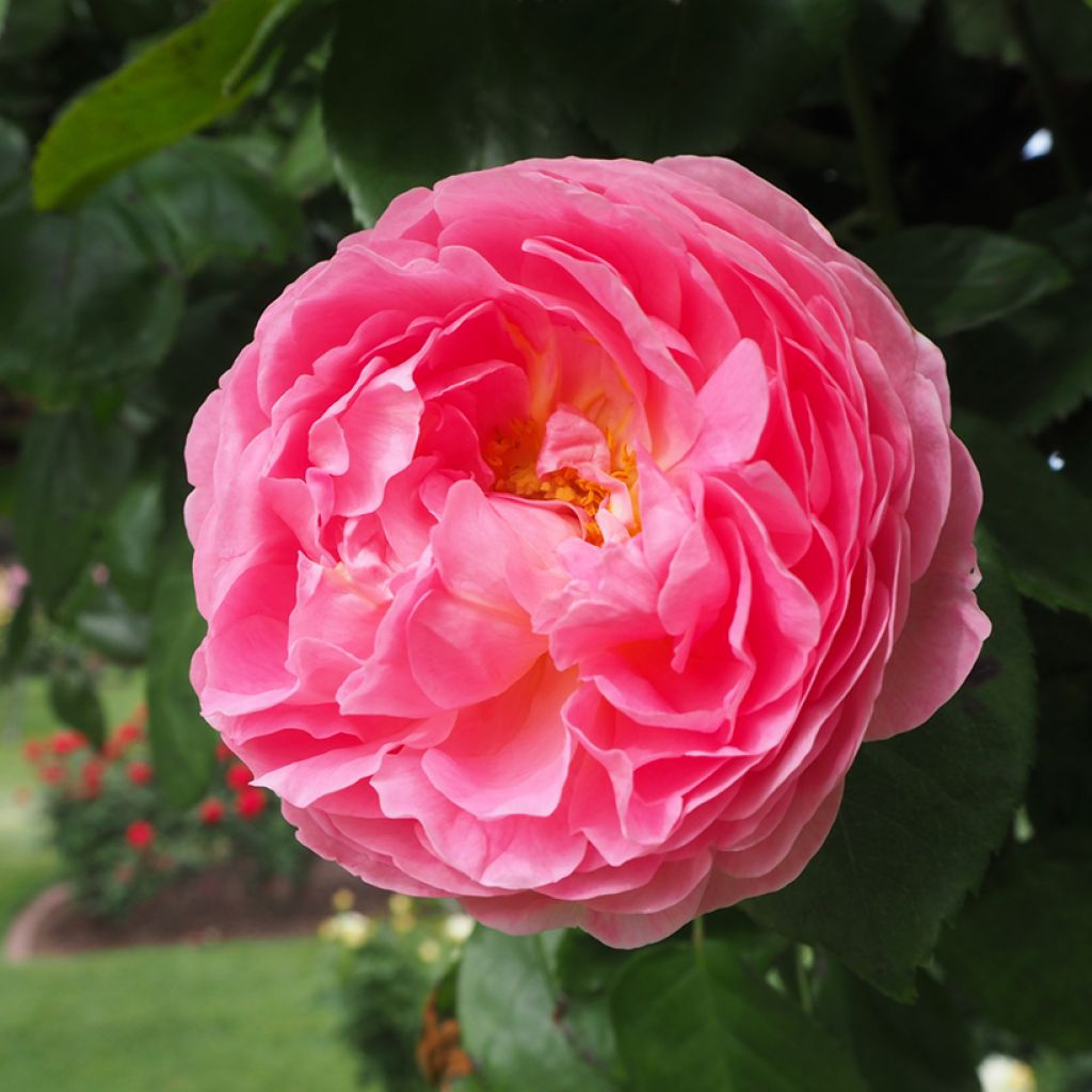 Vanha ruusu Fantin Latour