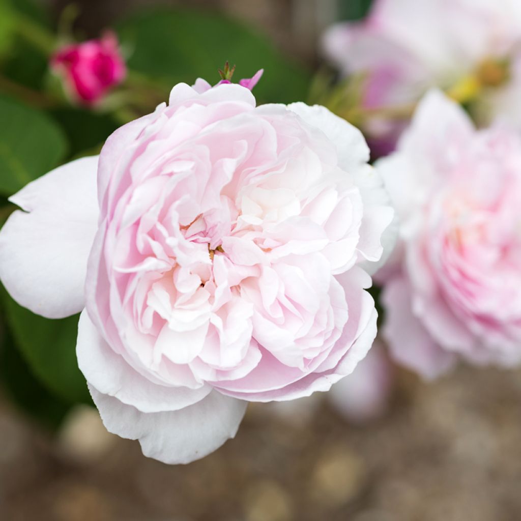 Vanha ruusu Fantin Latour