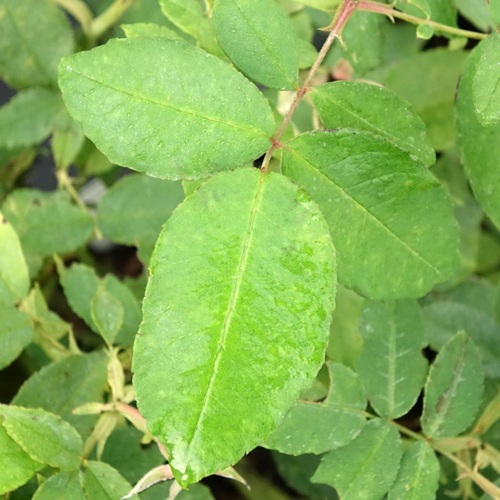 Vanha ruusu Gros Provins Panaché BIO luomu