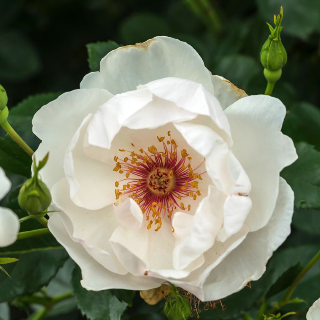 Vanha ruusu Jacqueline du Pré