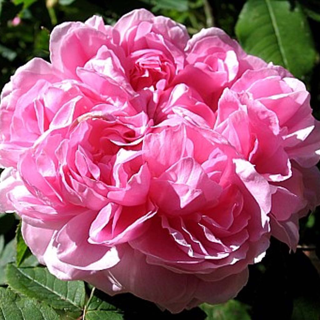 Vanha ruusu Jacques Cartier