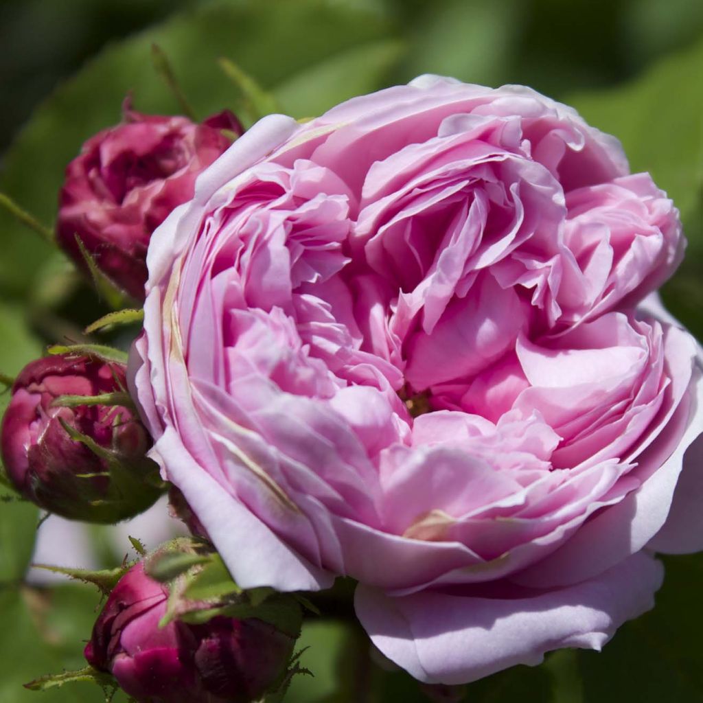 Vanha ruusu Jacques Cartier