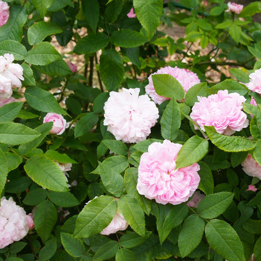 Vanha ruusu Jacques Cartier