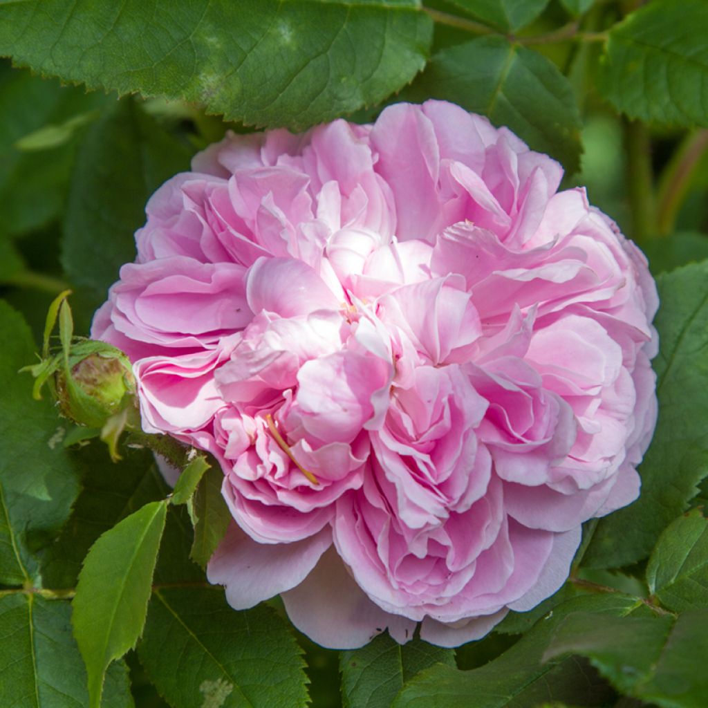 Vanha ruusu Jacques Cartier