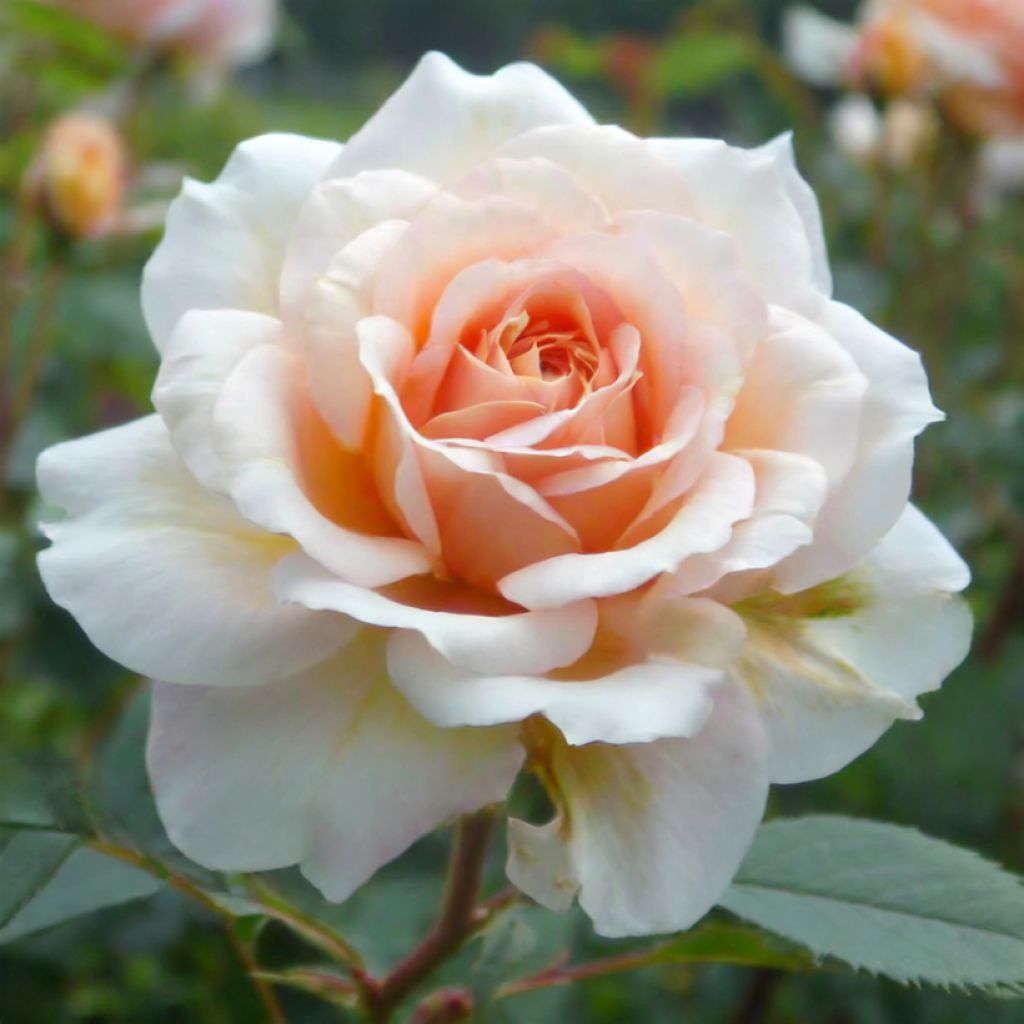 Vanha ruusu Perle d'or