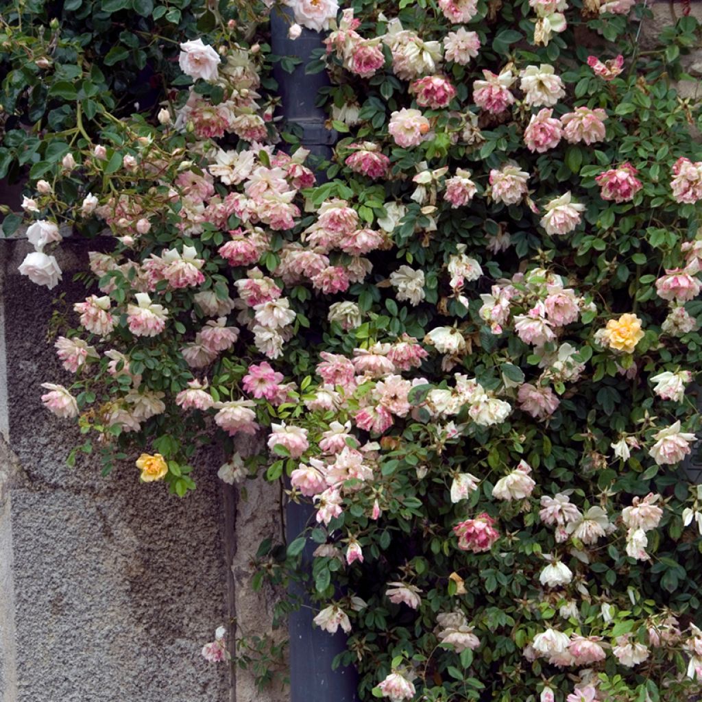 Vanha ruusu Phyllis Bide