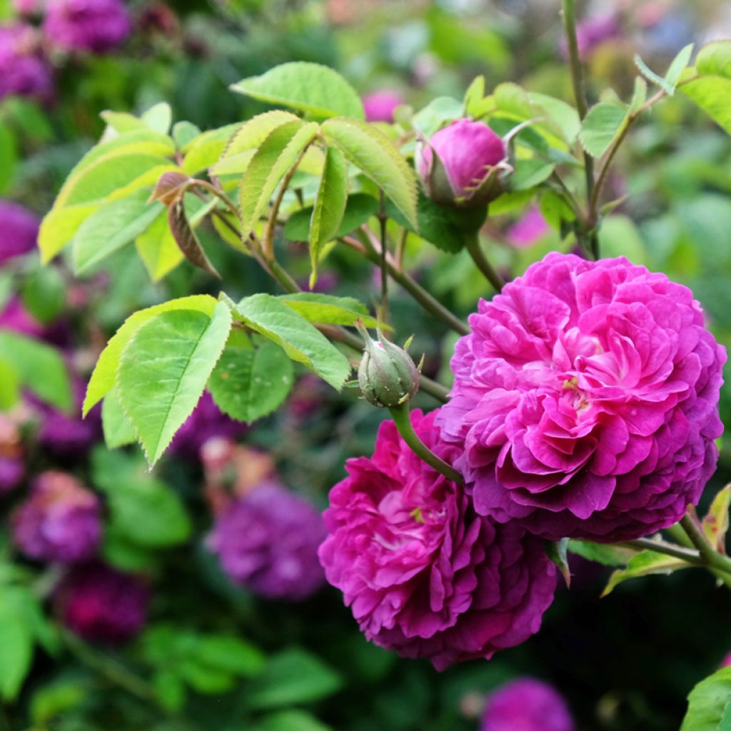 Vanha ruusu Reine des Violettes