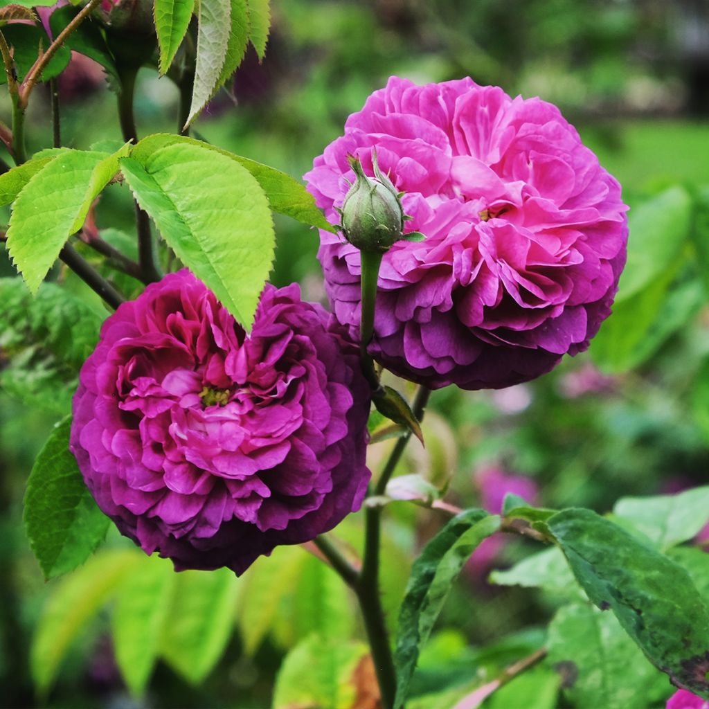 Vanha ruusu Reine des Violettes