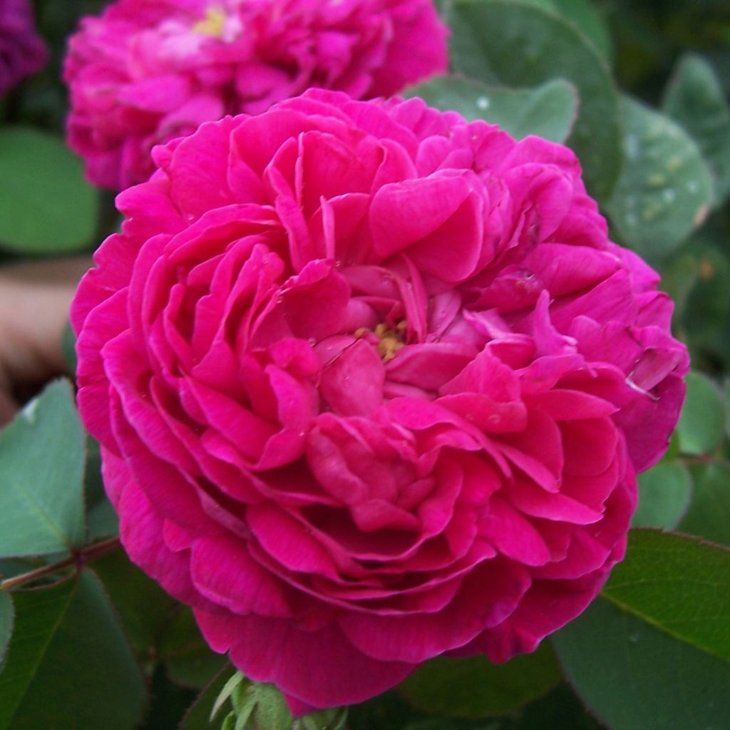 Vanha ruusu Rose de Rescht