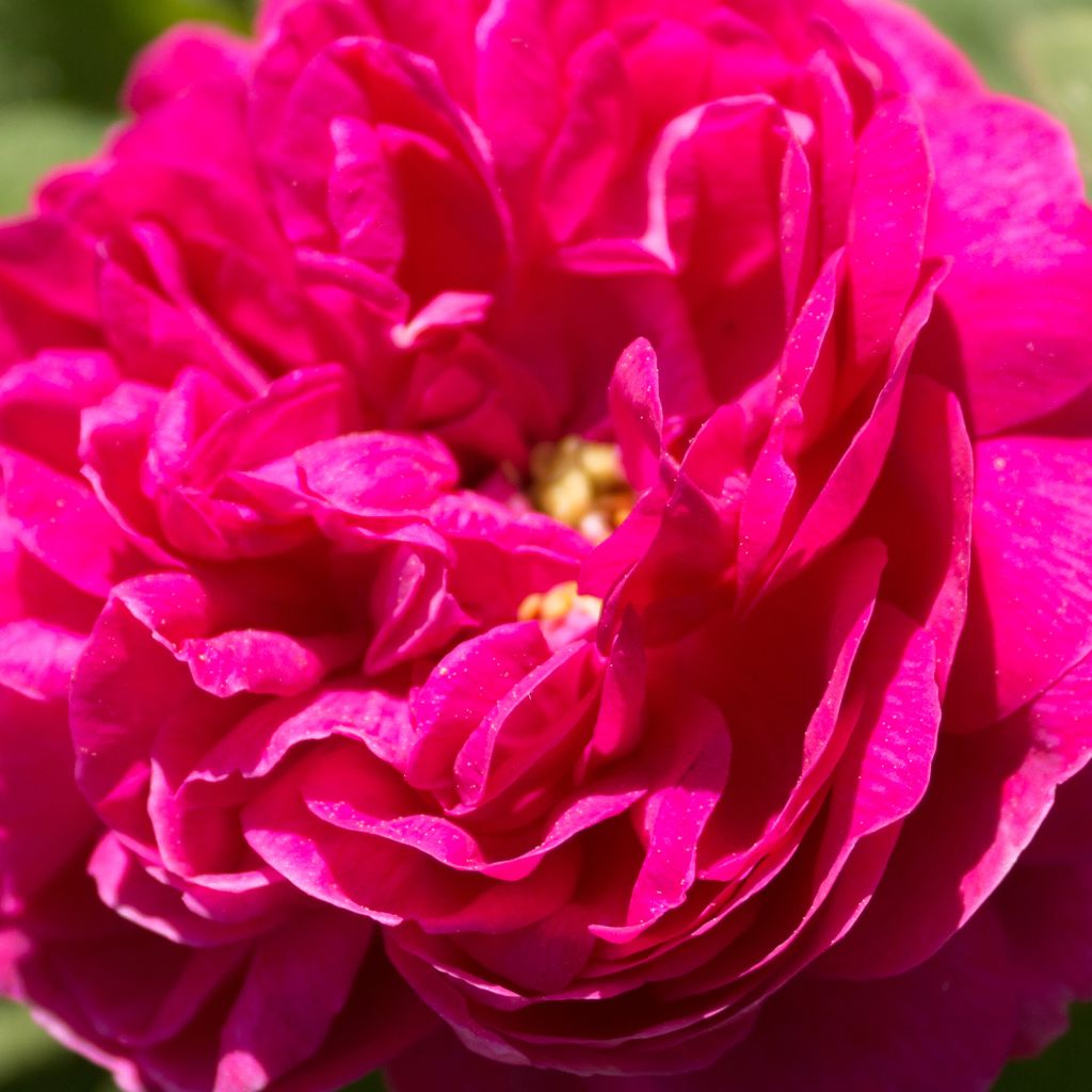 Vanha ruusu Rose de Rescht
