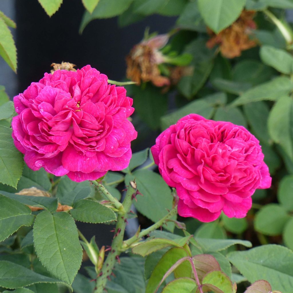 Vanha ruusu Rose de Rescht