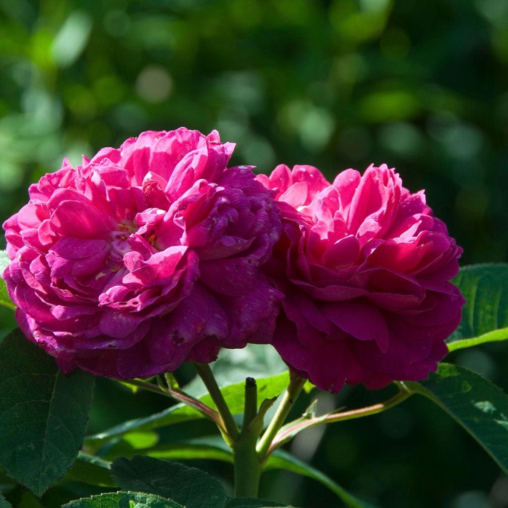Vanha ruusu Rose de Rescht