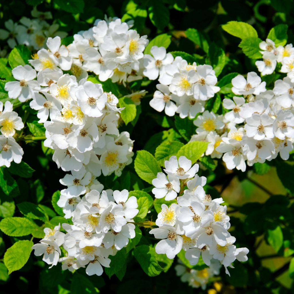 Vanha ruusu Sally Holmes