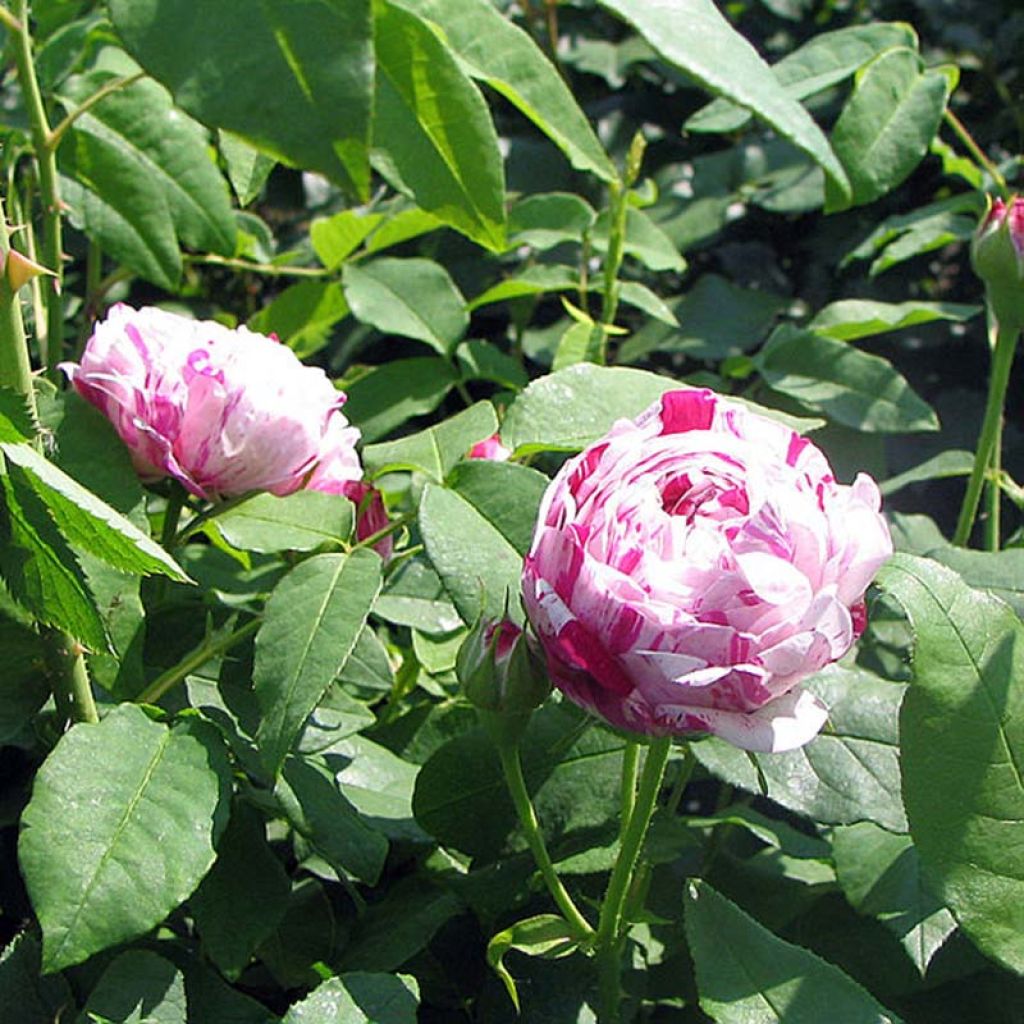 Vanha ruusu Variegata di Bologna