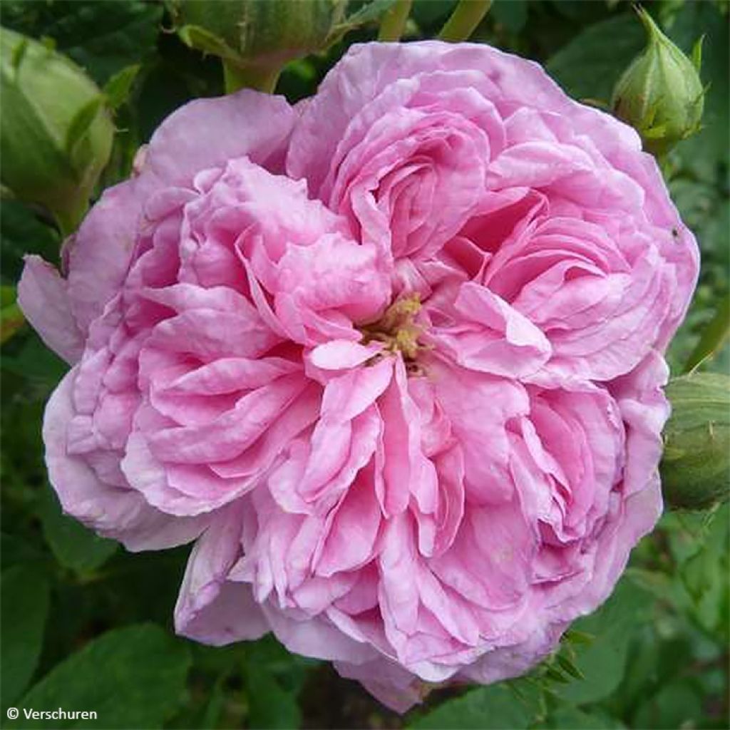 Vanha ruusu Ispahan