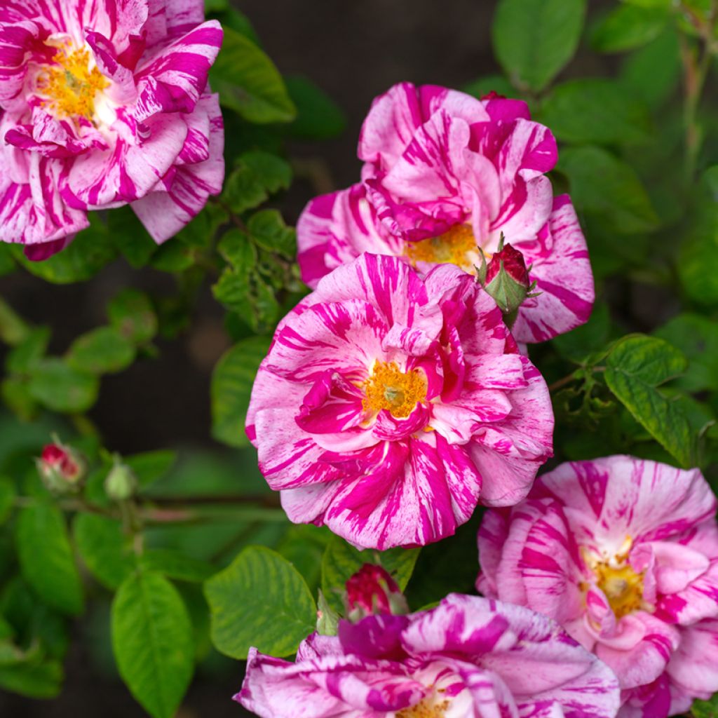 Vanha ruusu Versicolor (Rosa mundi)