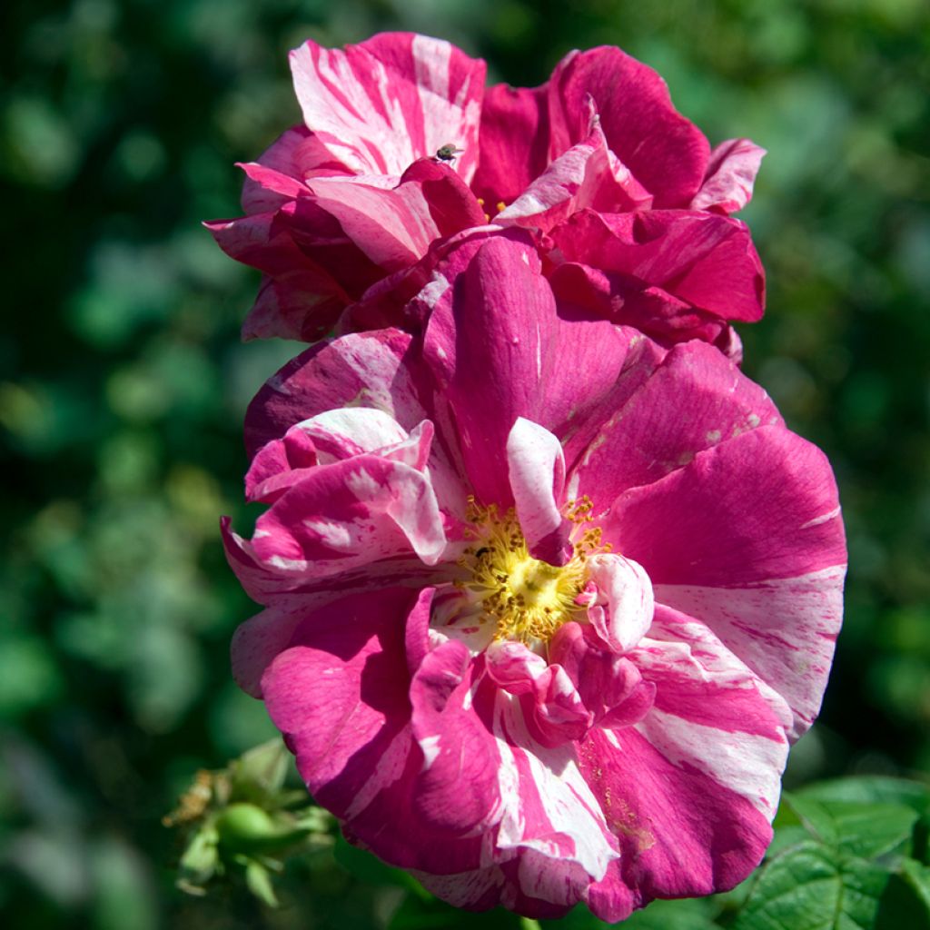 Vanha ruusu Versicolor (Rosa mundi)