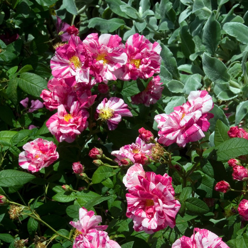 Vanha ruusu Versicolor (Rosa mundi)