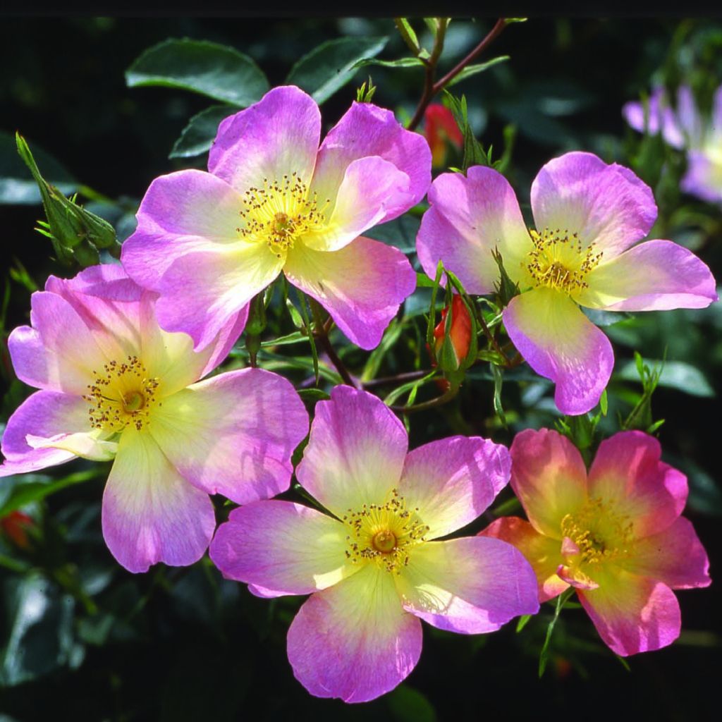 Rosier anglais The Alexandra rose® - Ausday