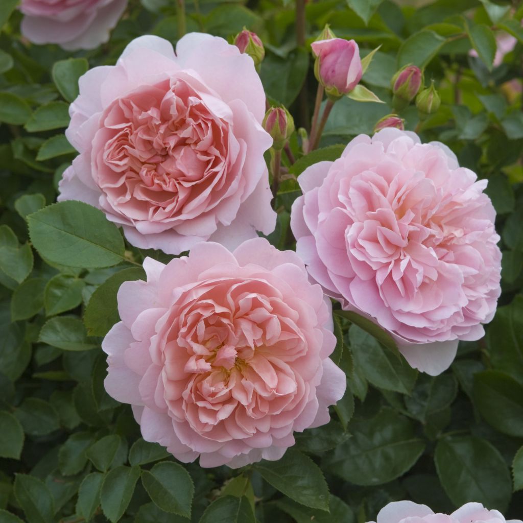 Rosier anglais Wildeve® - Ausbonny